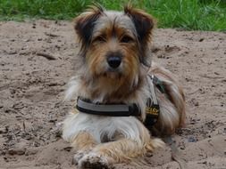 cute domestic fluffy dog