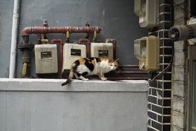 tricolor cat on the background of electrical equipment