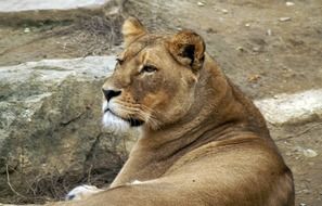 lioness resting on a stone