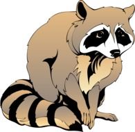 Sitting Raccoon, drawing