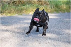 lovely Bulldog dog