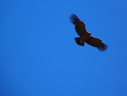 vulture bird in flight