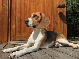 resting hunting dog under sun