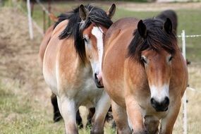 horses go near the fence
