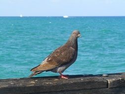 dove on wooden pavement