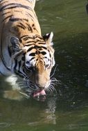tiger at a watering place