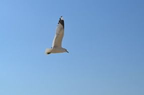 gull flight