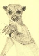 animal drawn in pencil