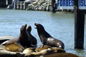 fur seals near the water