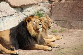 Lion Pair at the zoo on a sunny day