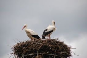 Nest of the storks