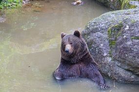 brown bear in the water near the stone