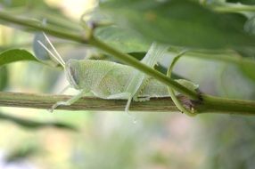 new green Grasshopper on branch