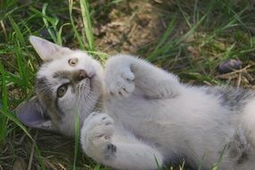 kitten lies on the ground in the garden