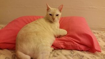 beige kitten on a red pillow