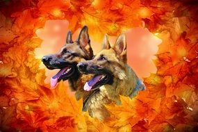 German Shepherd Dogs drawing