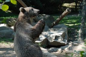wild brown bear in a zoo