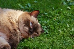 Colorful British Shorthair cat lying on its side in the grass