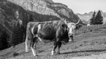 black and white picture of a farm cow on pasture
