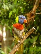 tropical colorful plumage parrot