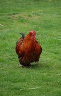 rooster among green meadows
