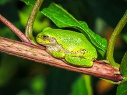 frog on the stem of a plant close-up