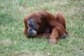 orangutan lying on grass in Zoo