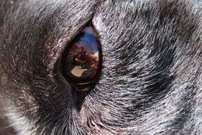 Close-up of the beautiful and colorful shiny dog eye
