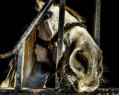 gray horse behind the iron fence