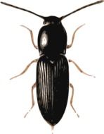 One black beetle as a clipart