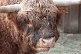 portrait of a brown buffalo on a farm