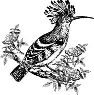 hoopoe as a graphic image