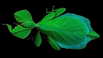 walking leaf on the black background