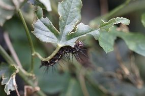 butterfly caterpillar on a leaf of a plant