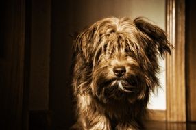 brown dog with long hair in the house