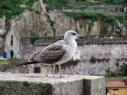 seagull in profile on the coast