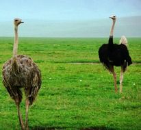 two large ostrich in the wild in africa