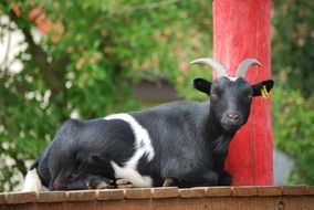 charming Goat Animal