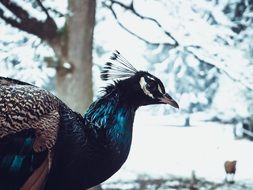 Peacock head on Snowy Winter background