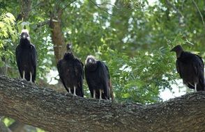 group of Black Buzzards on Tree