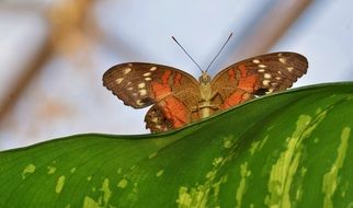 small brown butterfly on the green leaf