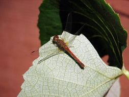 wondrous Dragonfly