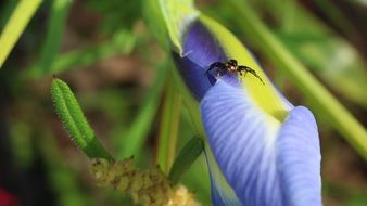 spider on purple iris flower