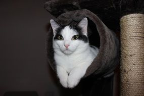 Cat in a kratzbaum