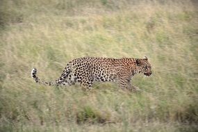 attentive leopard is hunting in the tall grass