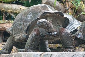 aldabra giant tortoise