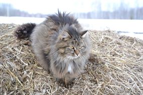 Furry Grey cat on straw outdoors