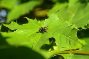 insect fly sitting on maple leaves