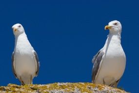 two Seagulls perched stone at blue sky