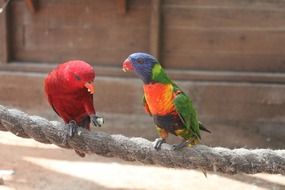 two colorful Parrots sitting on rope